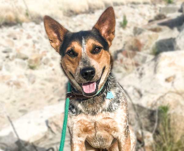 Brown and Black Cattle Dog Mix Posing for Photo