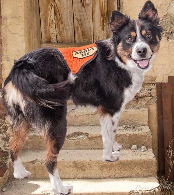 Black and Brown Shepherd Collie Mix Breed Dog wearing Orange Vest