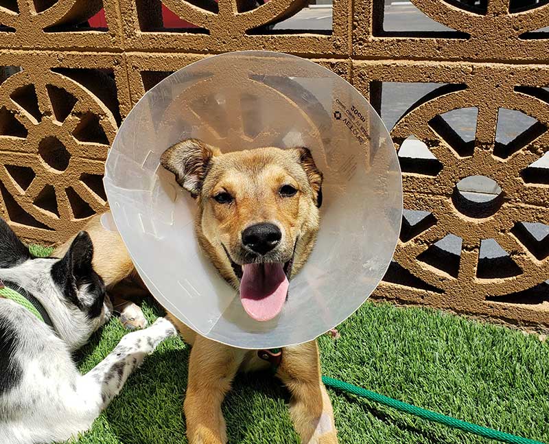 Brown Shepherd Mix Dog with Medical Cone around Head