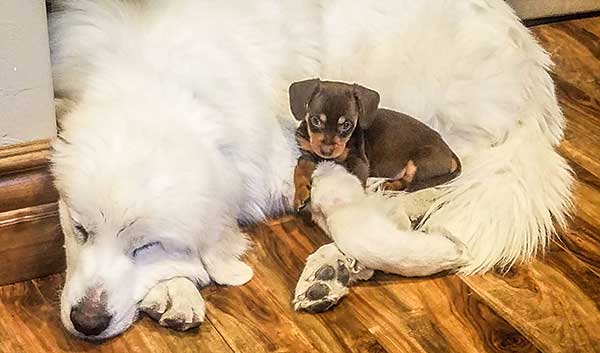 Black and Brown Puppy Resting on White Great Pyrenees Dog