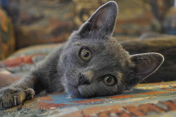 Playful Gray Kitten Laying Leisurely on Carpet
