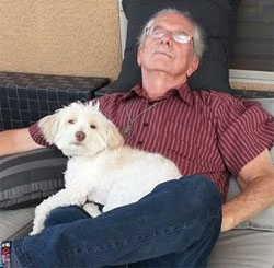White Maltese Dog Resting in Owner's Lap While Owner Sleeps