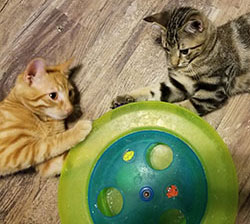 Oratnge and Brown Tabby Kittens Playing with Cat Toys