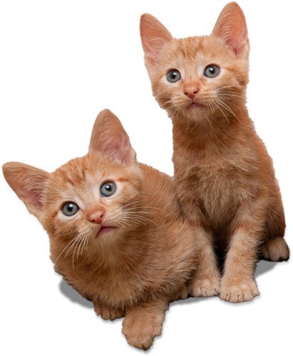 Orange Tabby Kitten Twins