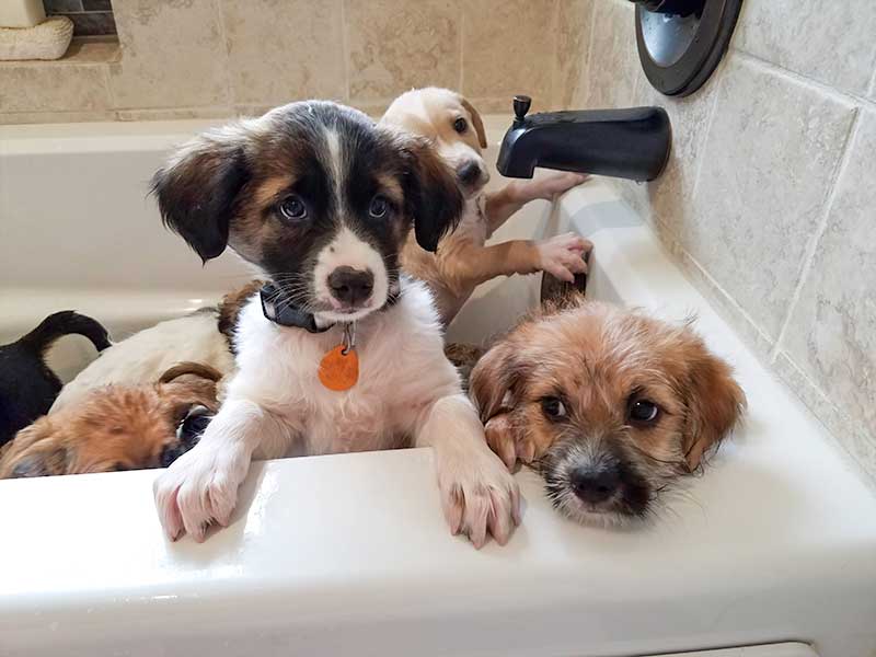 Litter of Mixed Breed Puppies in Bath Tub