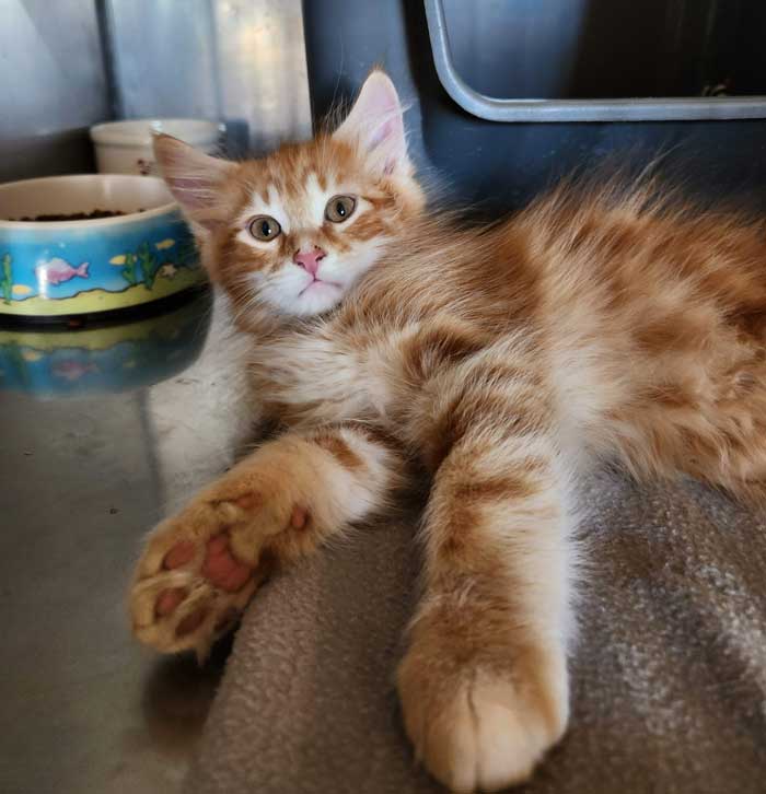 Orange Tabby Kitten Laying Casually on Floor next to Litter Box