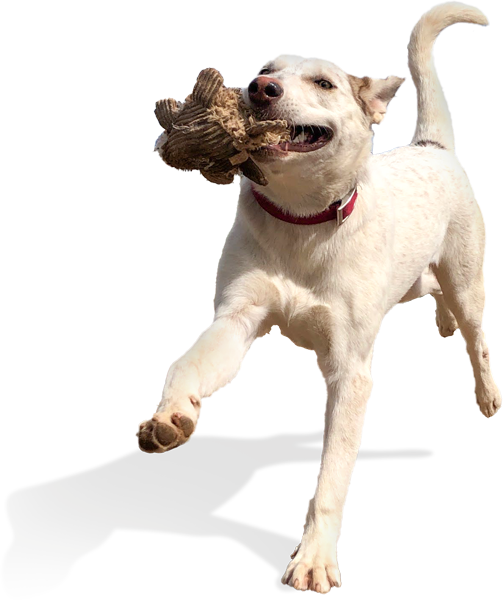 Playful White Labradoar Mix Running with Dog Toy in Mouth