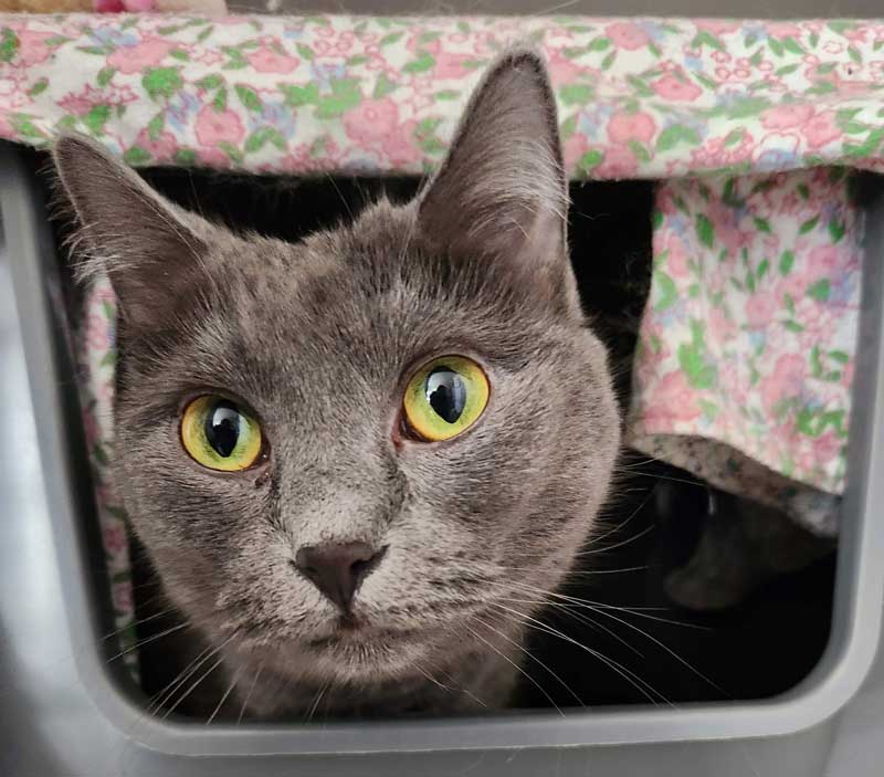 Gray Domestic Cat Peeking out of Litter Box