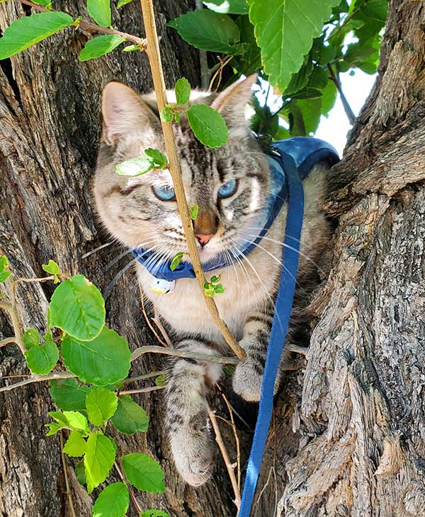 Brown and Gray Tabby Cat Mix with Blue Leash Resting in Tree