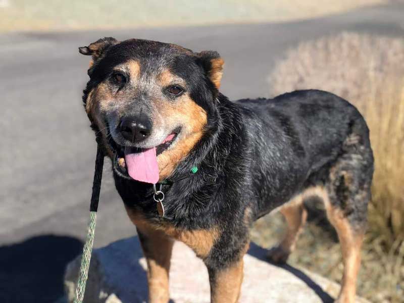 Elder Black and Brown Cattle Dog with Tongue Out Posing for Photo