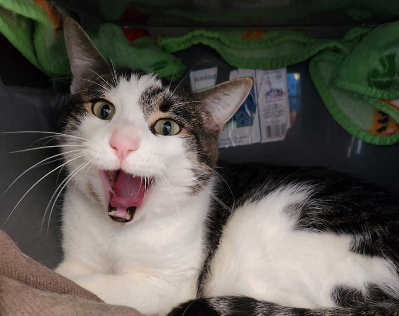 White and Black Domestic Shorthaired Cat Yawning