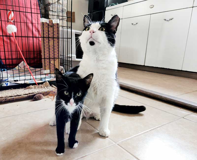 White and Black Domestic Shorthaired Cat with Black Kitten Posing for Photo