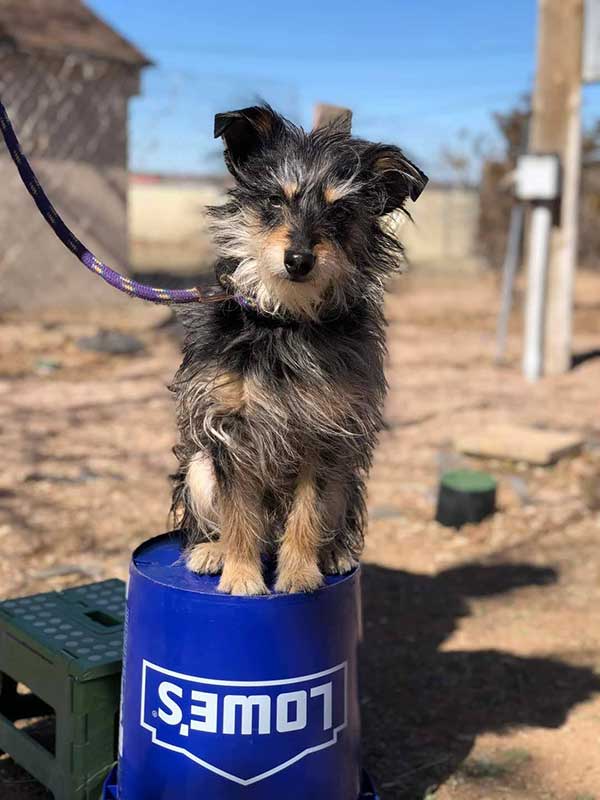Black and Brown Terrier Mix Posting for Photo while Sitting on Blue Bucket