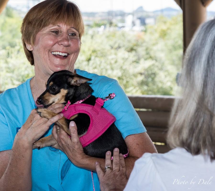 Volunteer Woman Holding Black Chihuahua Mixed Breed Dog in Purple Harness