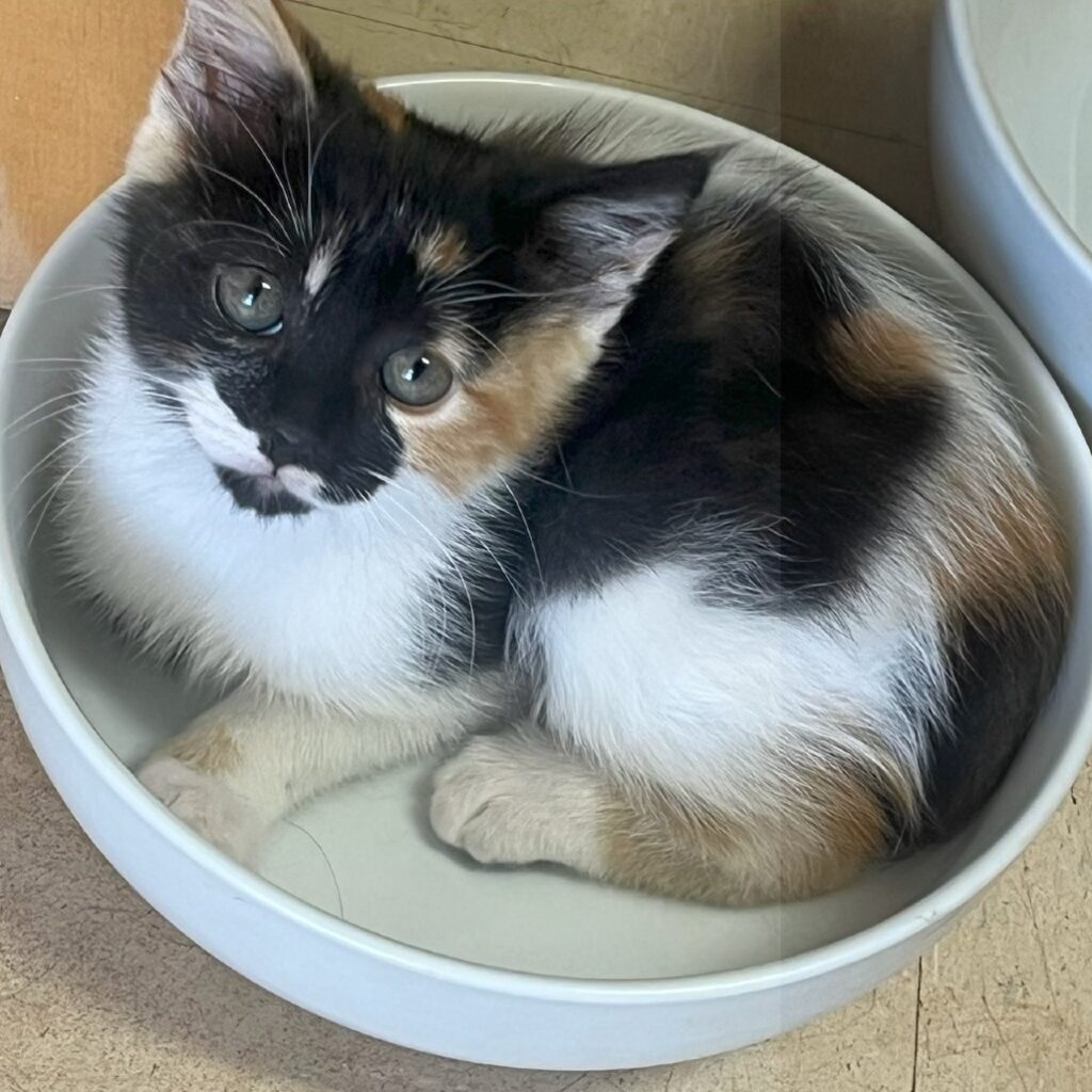 Calico kitten